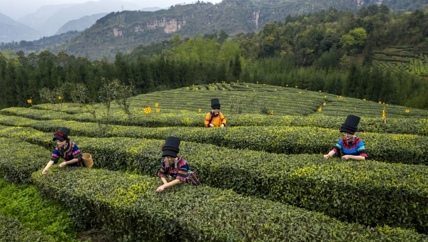 图片2：春来茶山，彝家姑娘采茶忙。摄影：何为.jpg