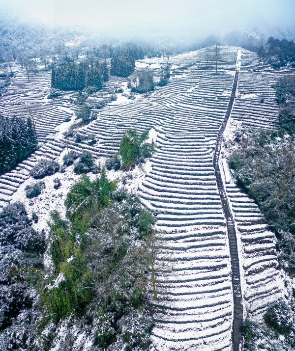 图片3：皑皑白雪，茶园换新装 摄影：何为.jpg