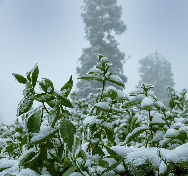 图片4：瑞雪兆丰年，历经冰霜，开春茶更香。摄影：何为.jpg