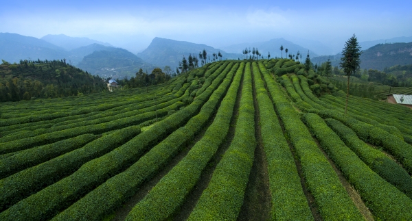 图片8：福来村茶林在大地上勾勒出波澜壮阔的线条。摄影：何为.jpg